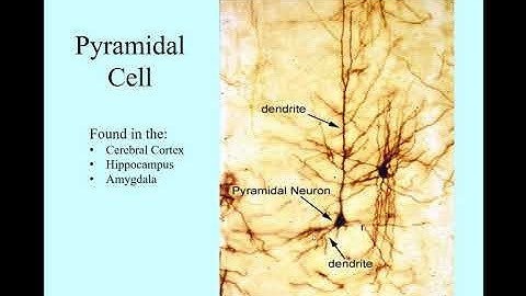 PyramidalCell