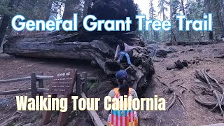 Kings Canyon National Park - General Grant Tree Trail in - A Walking Tour