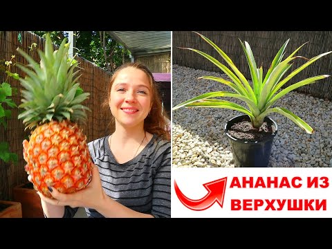 Как Вырастить Ананас Из Купленного В Магазине 👌🍍