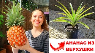 Как Вырастить Ананас Из Купленного В Магазине 👌🍍