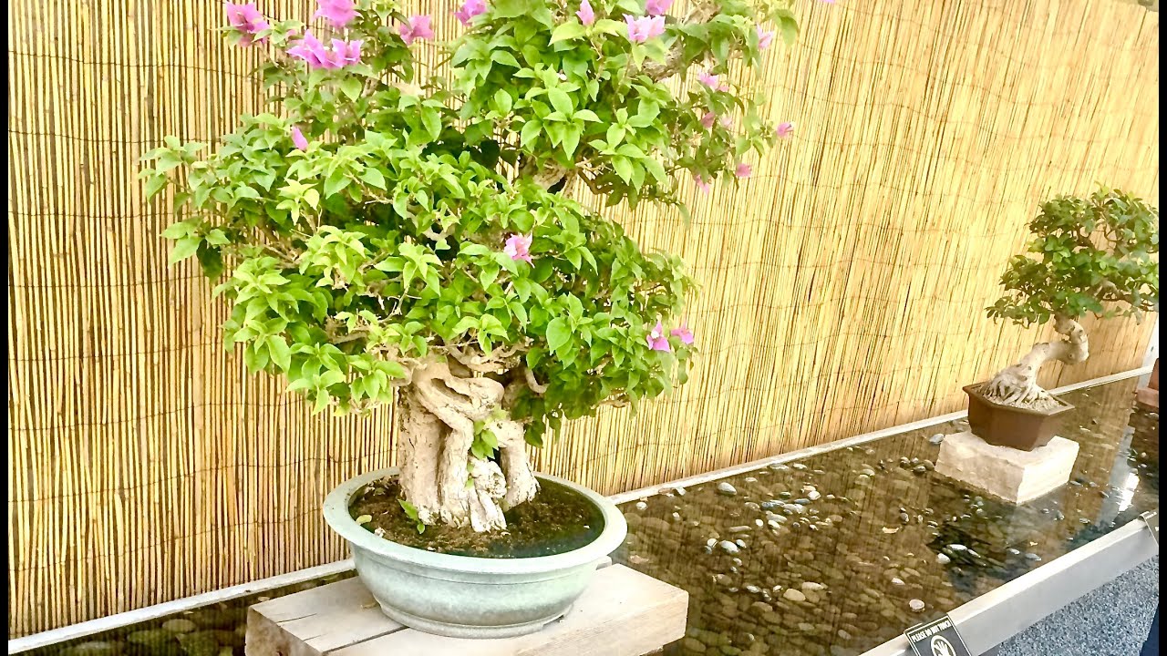 BONSAI Experience of a LIFETIME !! [ Denver Botanical Garden ]