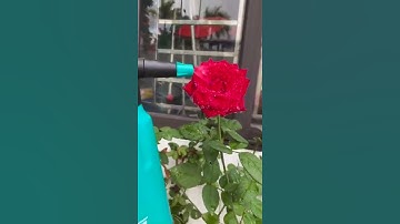 Bình xịt tưới cây, tưới hoa, xịt muỗi, nhựa cao cấp. Phạm Hữu Trung