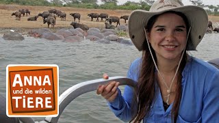 Ein Fluss voller Flusspferde | Reportage für Kinder | Anna und die wilden Tiere