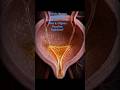 Bladder Trigone 3D Explained | Urine Flow Animation (Ureters to Urethra) #facts #amazingfacts