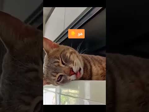 مستحيل ينام هو مزعلني هو نايم في سبات نبات لايك اكسبلور تصميمي اهميه متابعه