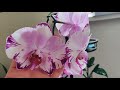 Орхидея фаленопсис Magic art