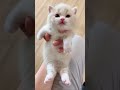 Toàn trùm cuối của sự đáng yêu #animalcute