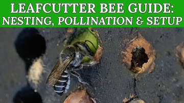 LEAFCUTTER BEE GUIDE! Learn about these tiny, mighty pollinators for greenhouses and summer blooms!