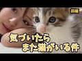 【保護猫預かり】気づいたらまた猫がいる件 #前編