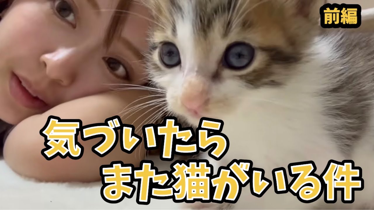 【保護猫預かり】気づいたらまた猫がいる件　