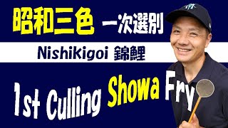 錦鯉 昭和三色の一次選別　解説40分　Nishikigoi 1st Culling Showa 40min.