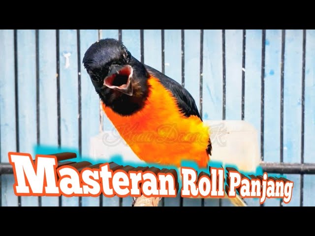 Masteran Roll Panjang Burung Mantenan Gacor class=