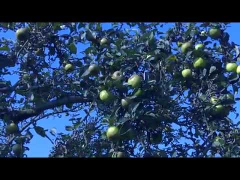 Обрезка старой яблони осенью видео, обрезка плодовых деревьев, зимой, весной, выращивание сада