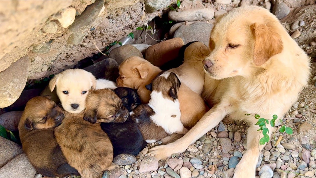 8 крошечных щенков, умная мама и тайное место, в которое трудно поверить 🐾🔍🐶🐕❤❤❤