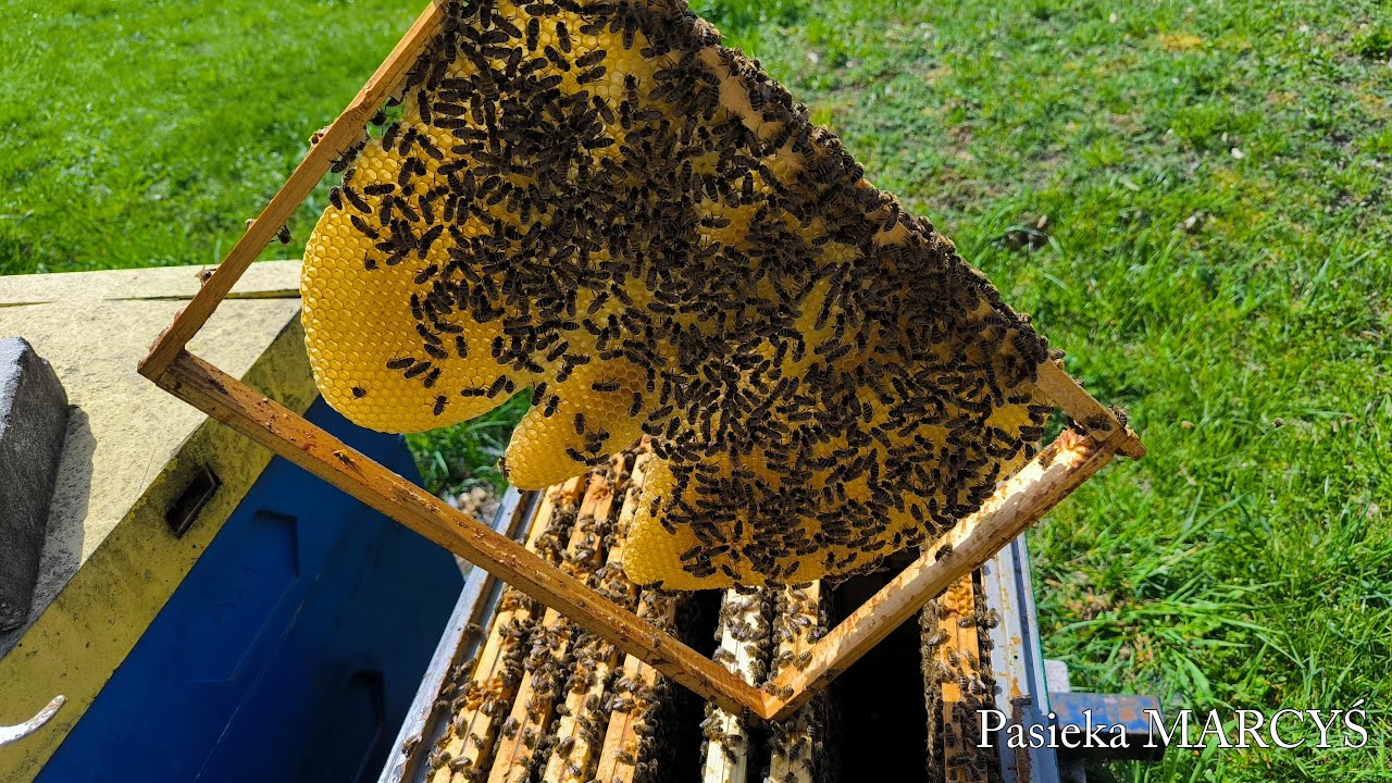 Pszczoły w połowie kwietnia – w nadstawkach przybywa miodu