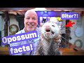 Opossums will bite and top amazing and weird awesome opossum facts!