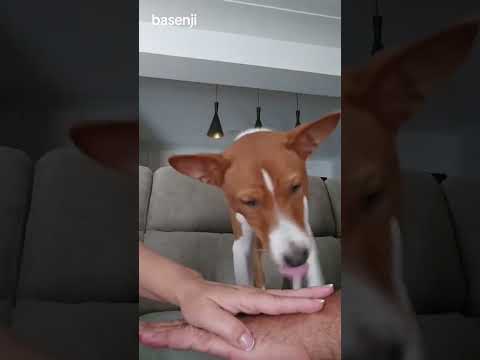 #basenji #basenjipuppy