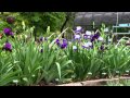 Iris Breeding at Stout Gardens