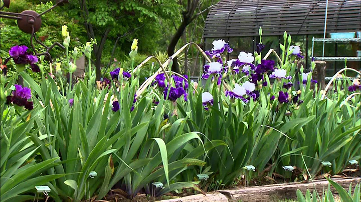 Iris Breeding at Stout Gardens