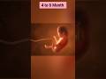 4 to 6 Month fetal development inside the womb / 4 to 6 Month Baby / Babybump #fetalmovement