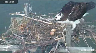 Chesapeake Conservancy Osprey | Highlights 2024