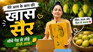Mango farm visit collecting ripe mangoes mango hunt kesar mangoes village life farm in village