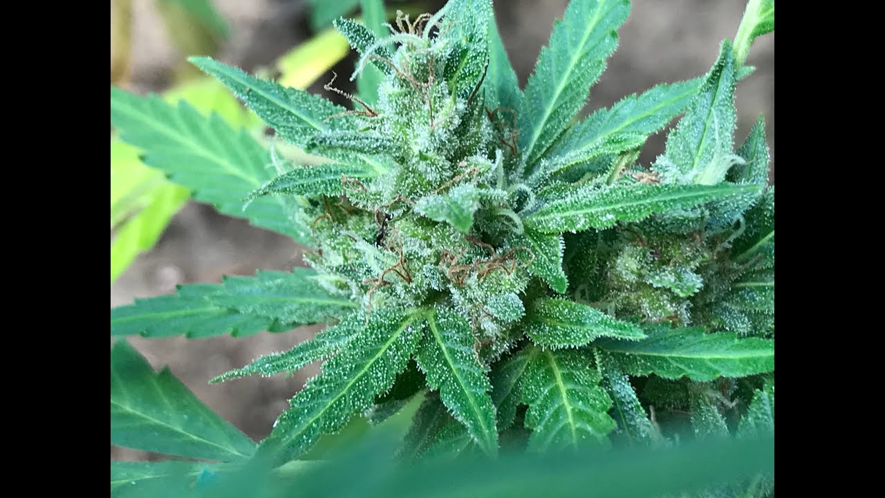 Gorilla Grow 2022 Ep 13 August 19 Green Crack Auto + Indoor update