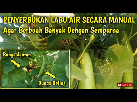 Cara penyerbukan labu air secara manual agar berbuah banyak dengan sempurna