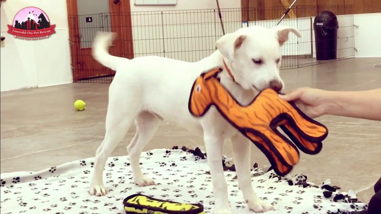 dog adoption mauritius Available For Adoption - Cesar