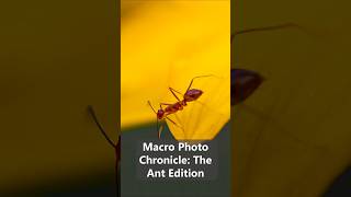 Macro Photo Chronicle: The Ant Edition 📸🐜