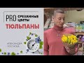 Тюльпаны - самые весенние цветы | Букет для поднятия  настроения и на все случаи жизни