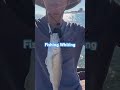 Fishing Whiting- Galveston, TX