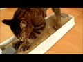 猫にマタタビ入りの爪とぎを与えたら壊れました。a funny cat on cat scratcher