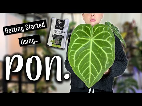 Keeping Rare Plants in Pon | Tips + Tricks for Starting Plants in  Semi-Hydro - YouTube