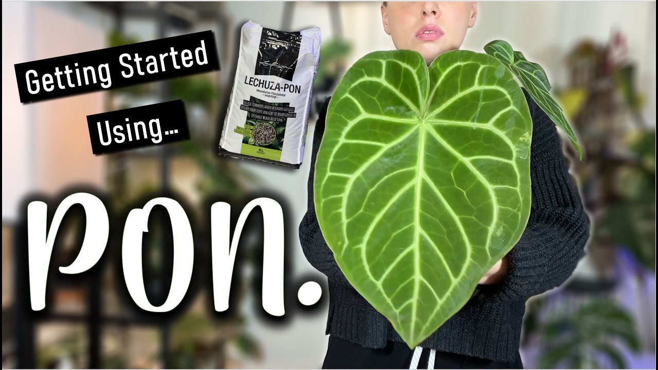 Содержание редких растений в системе PON | Советы и рекомендации по выращиванию растений в полуги...