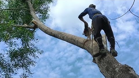 Cưa cây tràm bông vàng , Melaleuca tree. Cưa cây kỹ thuật cao