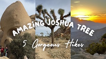 5 Unforgettable Trails for older hikers in Joshua Tree National Park