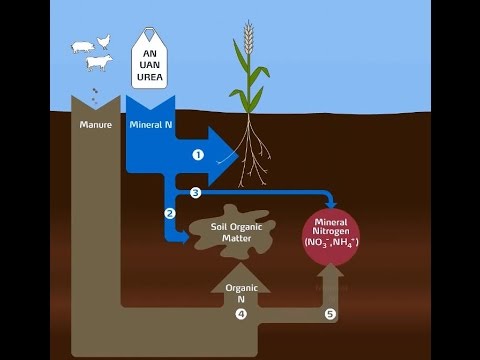 Video: Accumulo Di Nitrati Nelle Piante