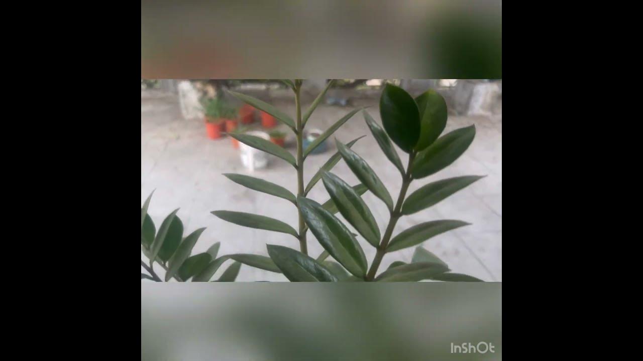 Zee zee plant YouTube