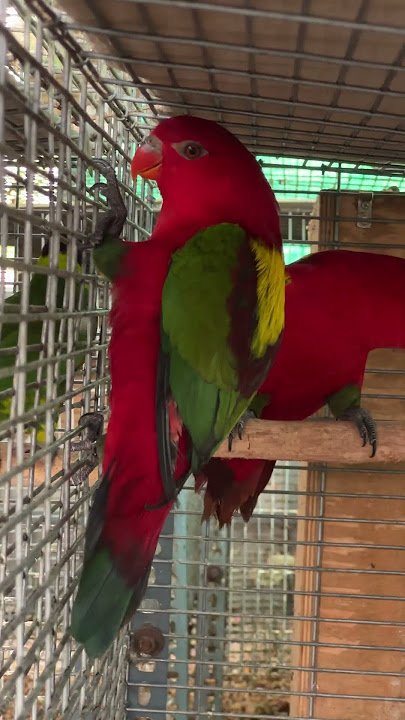 ⚡️ரூ1000 முதல் Coimbatore Exotic Birds | Birds farm visit