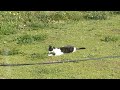 cat vs field mouse