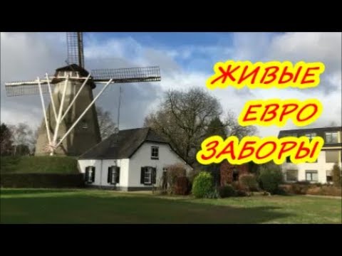 ЖИВАЯ ИЗГОРОДЬ ИЗ ТУИ, ЖИВЫЕ ЗАБОРЫ в Голландии / Живой забор из туи для дачи