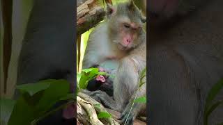 Into the World of Monkeys: Jungle Jamboree Monkey Moments that Capture the Heart Short Monkey MMO
