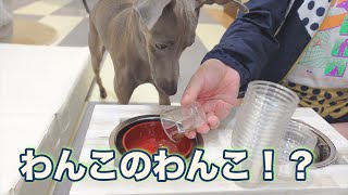 犬にわんこそば風にエサをあげてみた。【イタグレ】