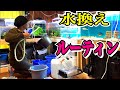 魚100匹以上を飼育する我が家の水換えルーティン！