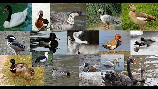 Razas de Patos,Gansos y cisnes