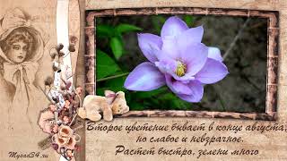 Видео Клематис Инносент Блюш, Innocent Blush, Легкий румянец (автор: Наталья Попова)