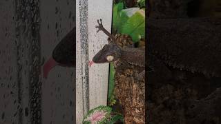 Crazy Gecko Sticks Out His Tongue! #Gecko #Lizard #Pets #Reptiles #Cuteanimals