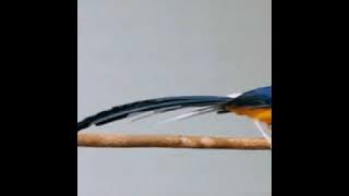 Terapi murai batu dengan brainwave agar burung tambah cerdas.