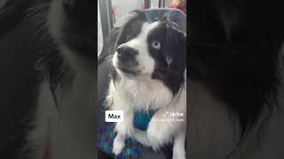 Dog Bus: Treats For the Dogs!